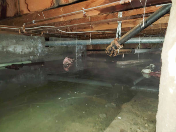 Best Mold removal after water damage  in Marina Del Rey, CA